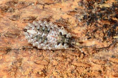<i>Aradus brenskei</i>