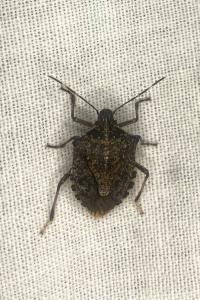 <i>Halyomorpha halys</i>
