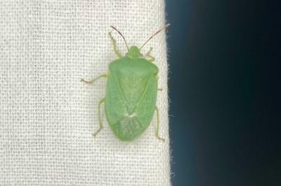 <i>Nezara viridula</i>