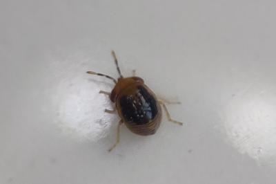<i>Geocoris erythrocephalus</i>