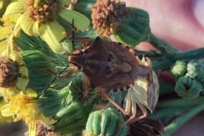 <i>Carpocoris purpureipennis</i>