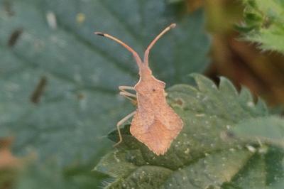 <i>Syromastus rhombeus</i>