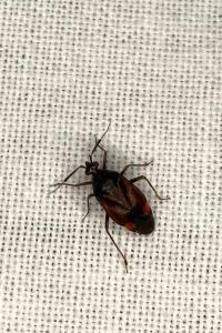 <i>Deraeocoris ruber</i>