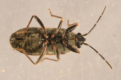 <i>Peritrechus nubilus</i>