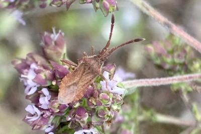 <i>Coriomeris denticulatus</i>