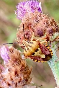 <i>Carpocoris purpureipennis</i>