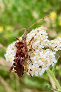 <i>Leptoglossus occidentalis</i>