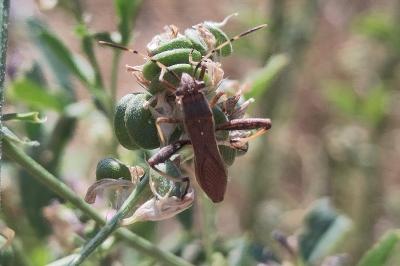 <i>Camptopus lateralis</i>