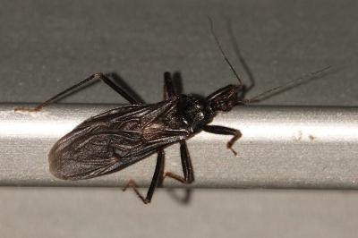 <i>Reduvius personatus</i>
