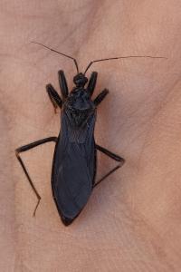 <i>Reduvius personatus</i>