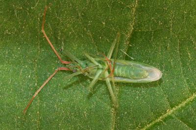 <i>Trigonotylus caelestialium</i>