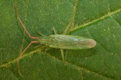 <i>Trigonotylus caelestialium</i>