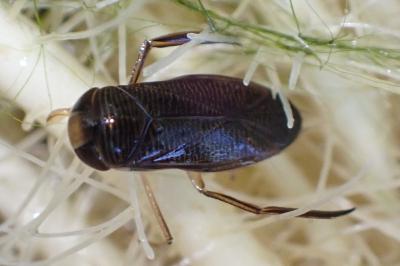 <i>Hesperocorixa sahlbergi</i>