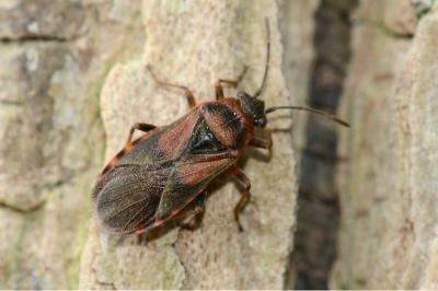 <i>Arocatus melanocephalus</i>
