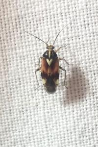 <i>Lygus pratensis</i>
