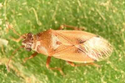 <i>Cymus melanocephalus</i>