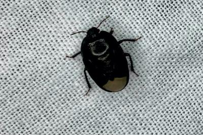 <i>Sehirus</i>