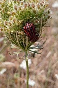 <i>Graphosoma italicum</i>