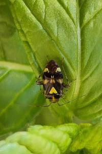 <i>Liocoris tripustulatus</i>