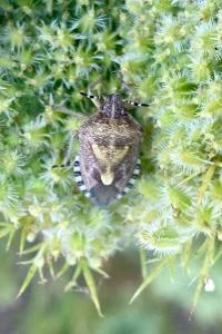 <i>Dolycoris baccarum</i>