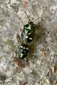 <i>Eurydema oleracea</i>