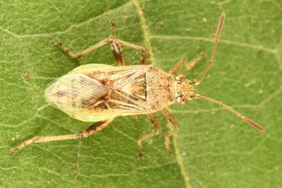 <i>Stictopleurus punctatonervosus</i>