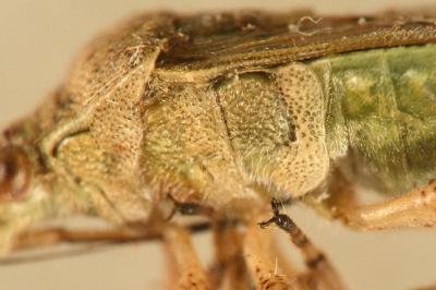 <i>Stictopleurus punctatonervosus</i>
