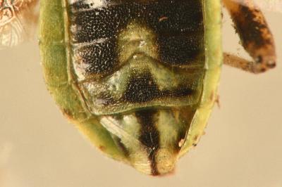 <i>Stictopleurus punctatonervosus</i>
