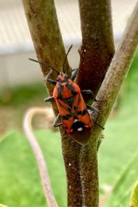 <i>Spilostethus pandurus</i>