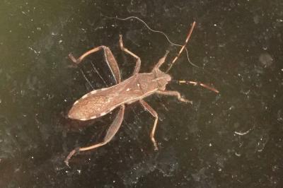 <i>Camptopus lateralis</i>
