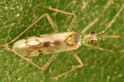 <i>Dicyphus bolivari</i>