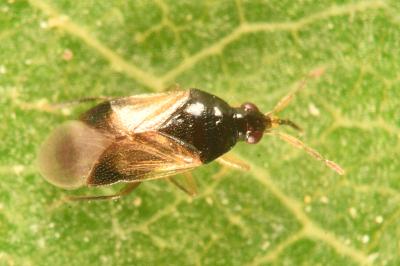 <i>Orius laevigatus</i>