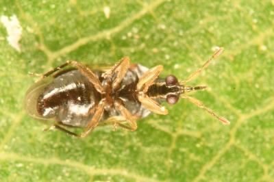 <i>Orius laevigatus</i>