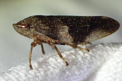 <i>Aphrophora alni</i>