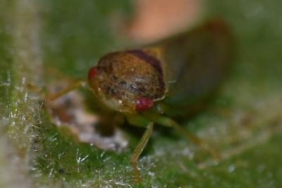 <i>Iassus lanio</i>