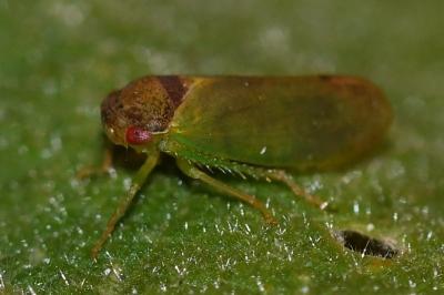 <i>Iassus lanio</i>