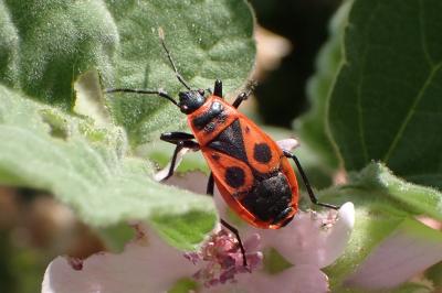 <i>Pyrrhocoris apterus</i>