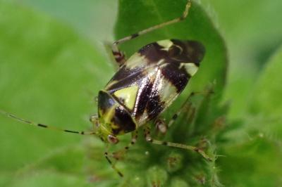 <i>Liocoris tripustulatus</i>