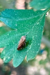 <i>Philaenus spumarius</i>
