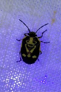 <i>Eurydema oleracea</i>