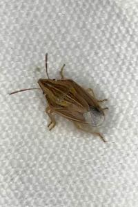 <i>Aelia acuminata</i>