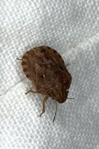 <i>Eurygaster maura</i>
