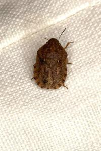 <i>Eurygaster maura</i>