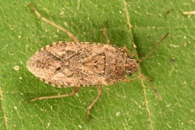 <i>Emblethis denticollis</i>