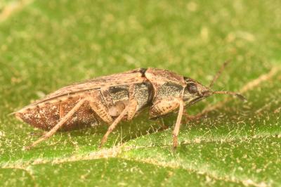 <i>Emblethis denticollis</i>