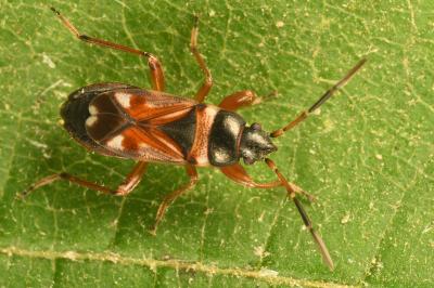<i>Raglius alboacuminatus</i>