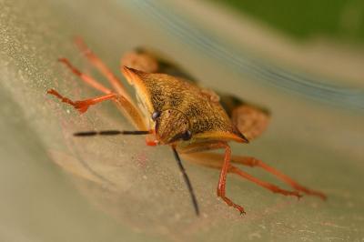 <i>Carpocoris mediterraneus</i>