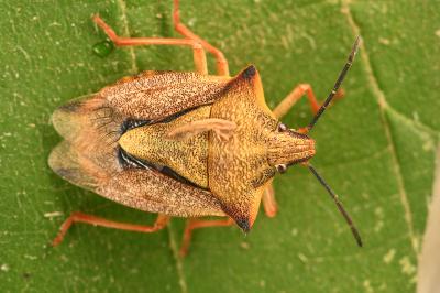 <i>Carpocoris mediterraneus</i>