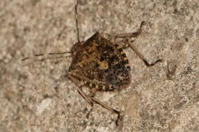 <i>Rhaphigaster nebulosa</i>