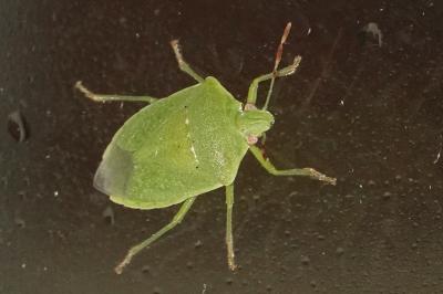 <i>Nezara viridula</i>